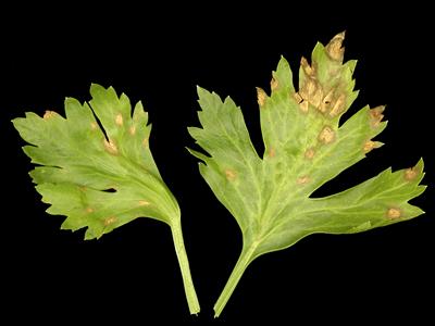 Cercosporosis en apio | idMicrobe