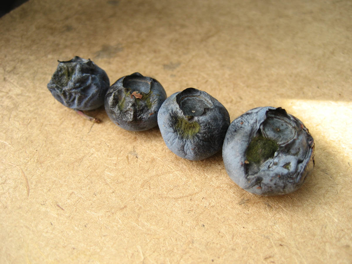 Alternaria em Mirtilos: Como Reconhecê-la e Tratá-la Eficazmente