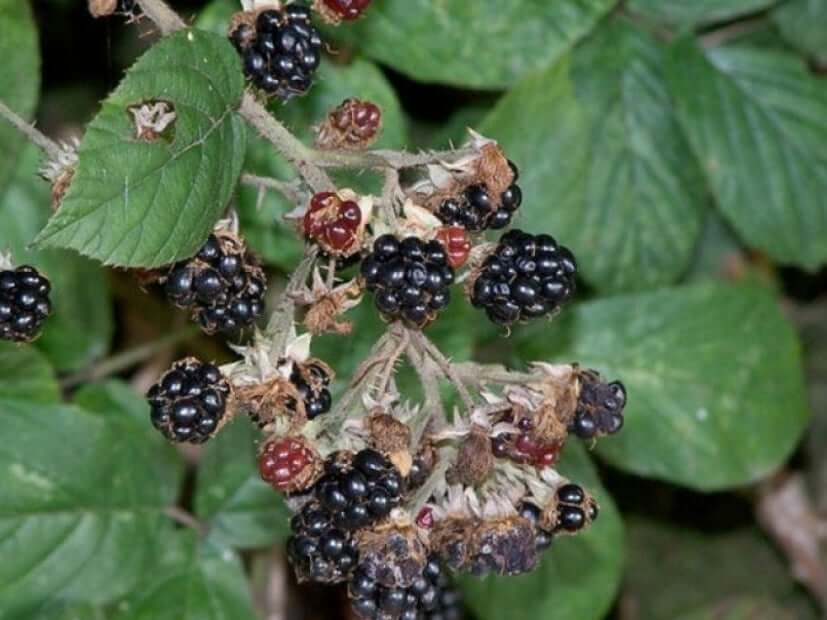 Gray rot in blackberries: How to recognize and treat it effectively