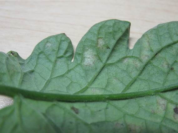 Oïdium sur tomates : comment le reconnaître et le traiter efficacement