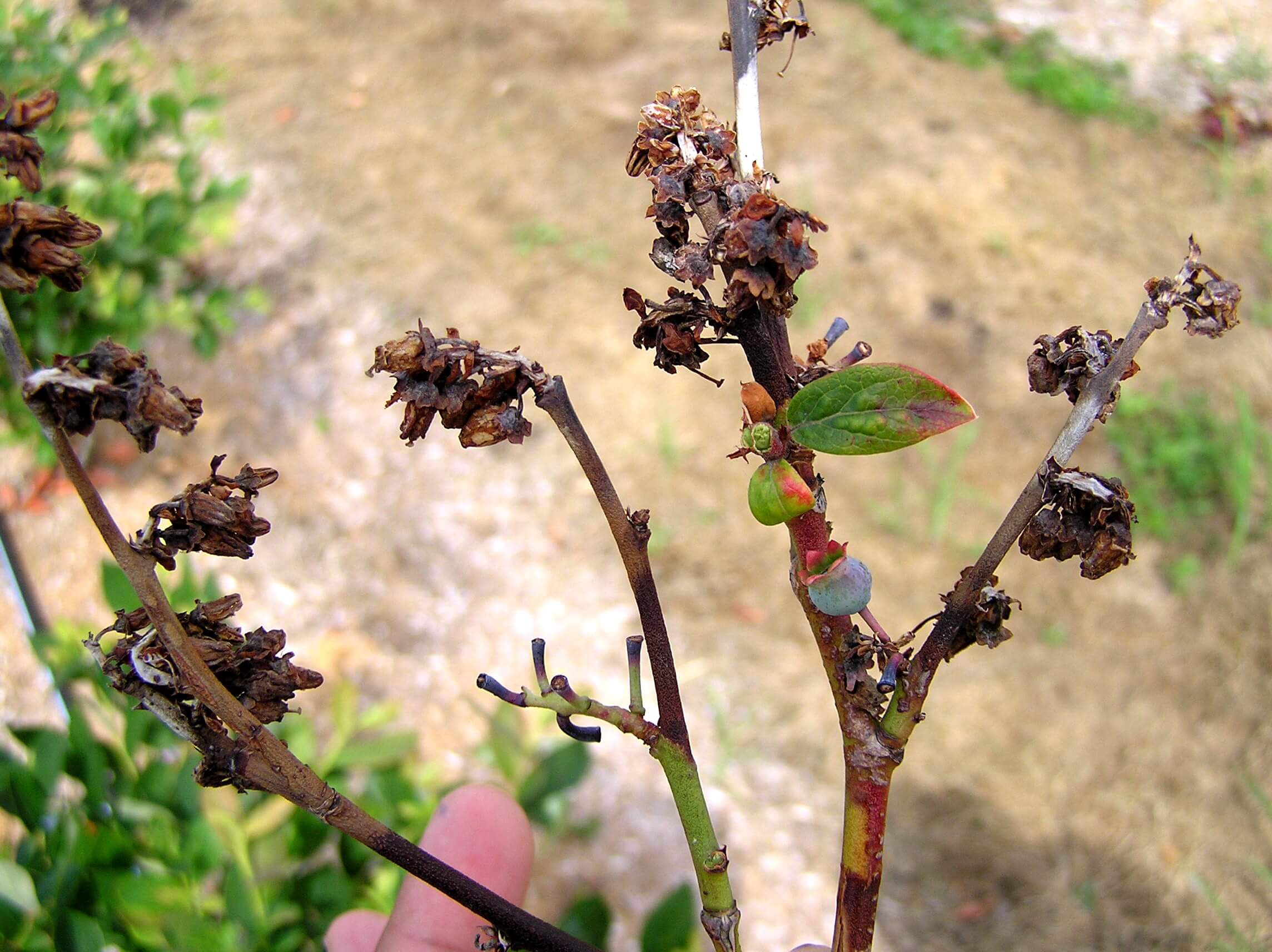 Bacterial blight on blueberries | idMicrobe