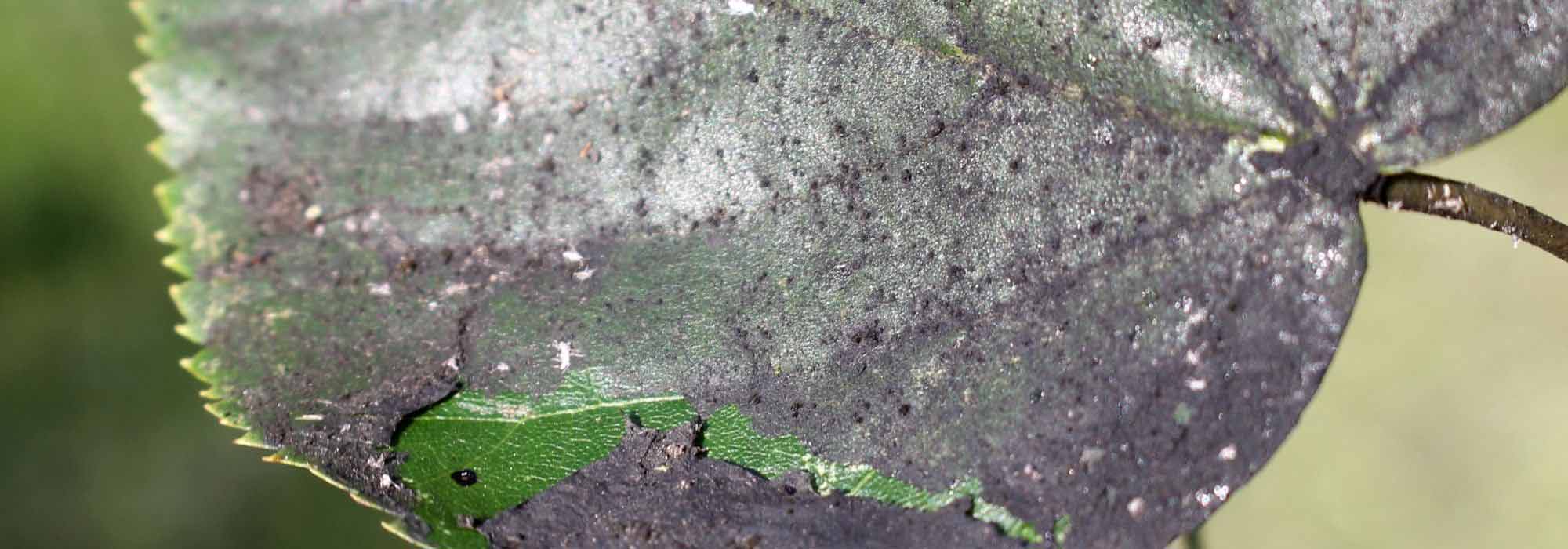 Sintomas, tratamentos e recomendações para tratar fuligem