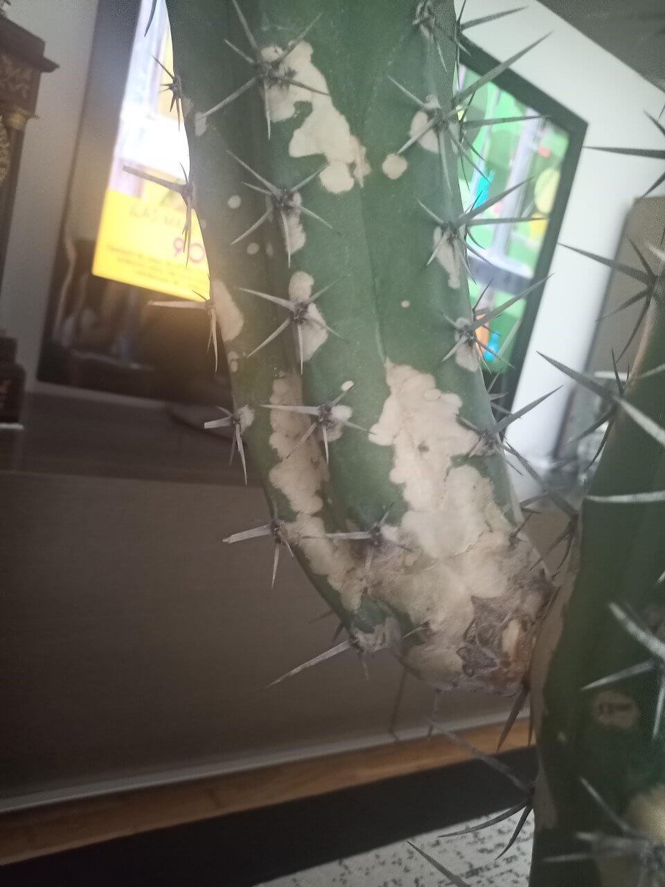 Moteados y manchas secas en cactus | idMicrobe