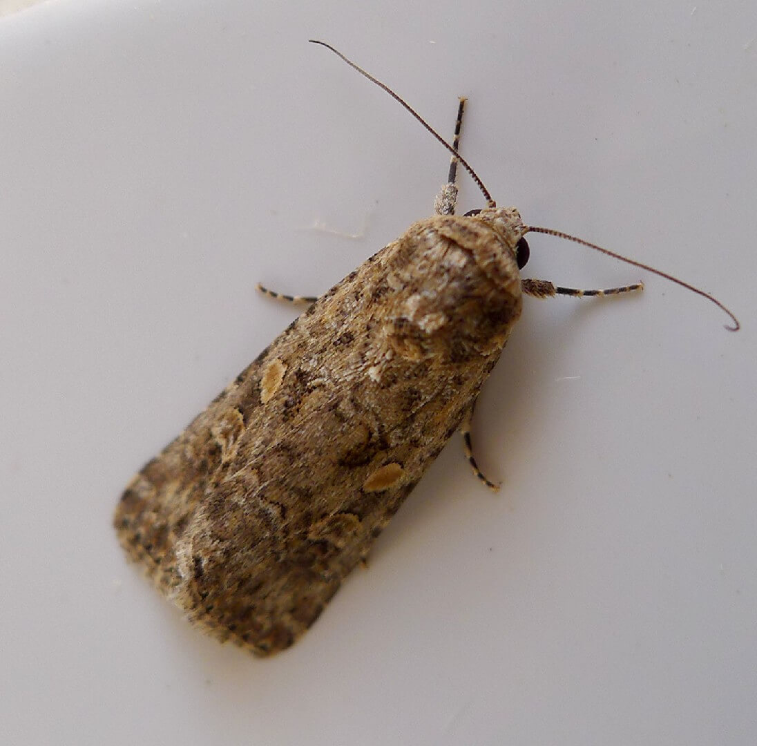 Worms in Berries: How to Recognize and Treat Them Effectively