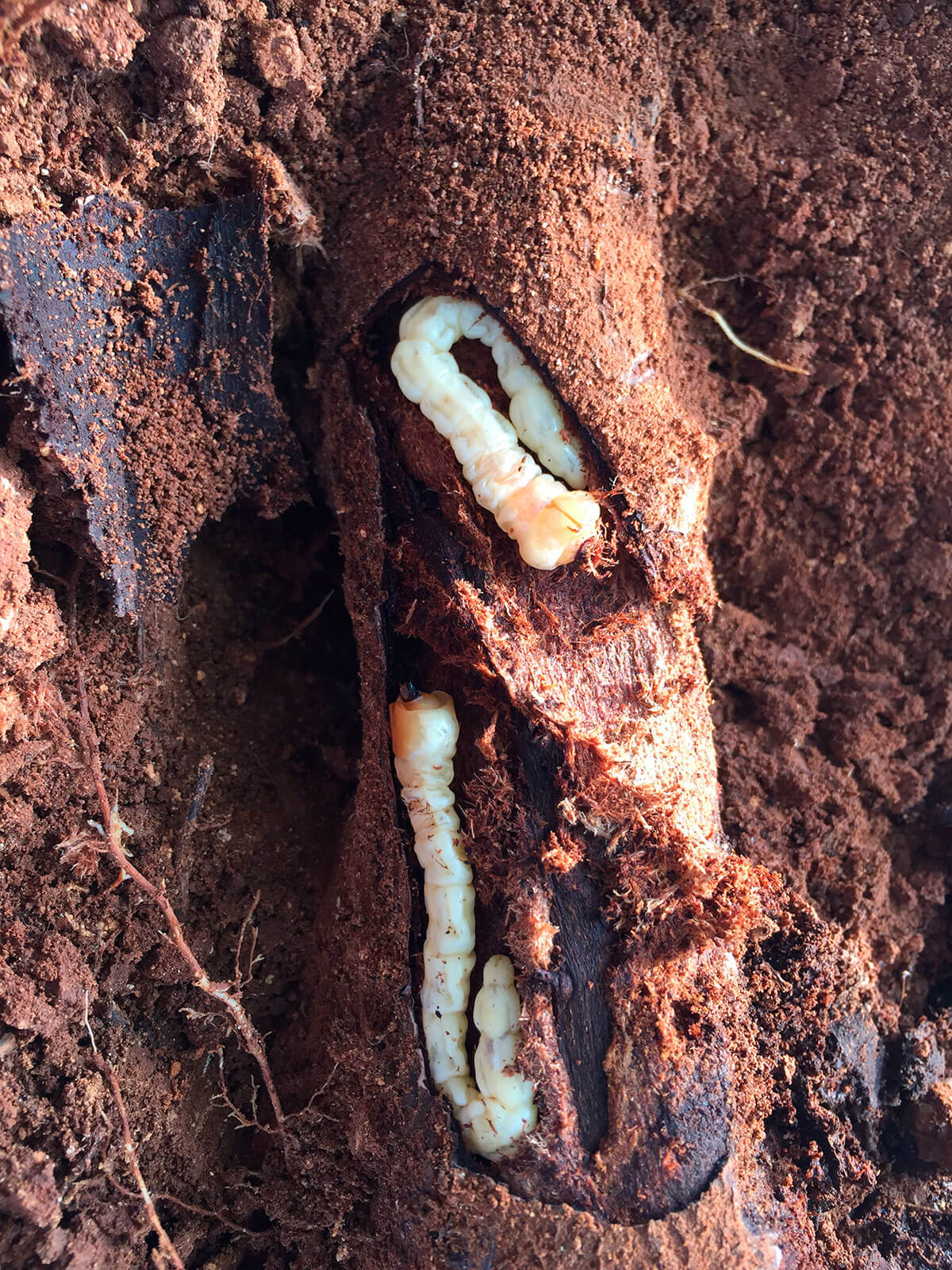 Gusano cabezudo en melocotón o durazno | idMicrobe