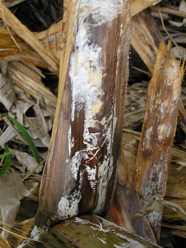 Bordure blanche : qu'est-ce que c'est, comment elle apparaît et comment l'éliminer efficacement