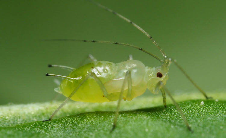 Daños causados por Pulgón en Limonero