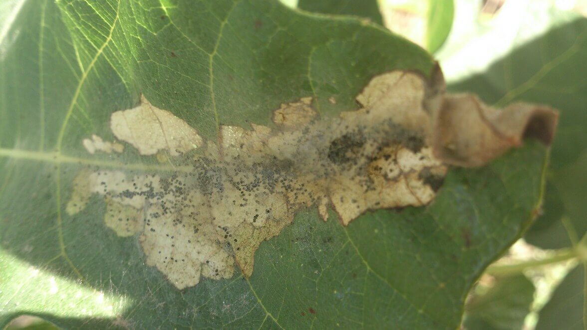 Oruga o polilla de las hojas: Síntomas y daños en Higo o higuera