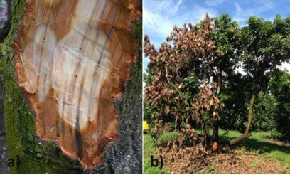 Murcha de louro no abacate: como reconhecê-la e tratá-la de forma eficaz