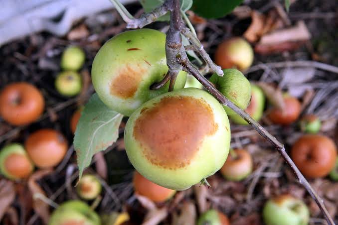 Cómo reconocer los daños causados por exceso de sol en frutos
