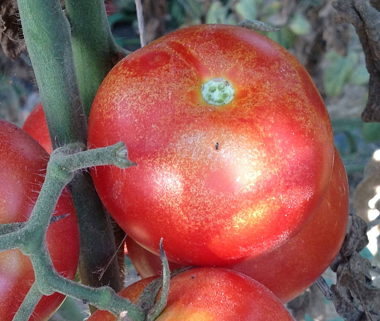 Araignée rouge sur tomate | idMicrobe
