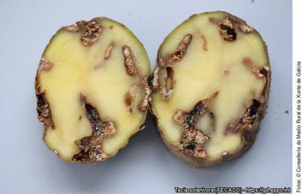 Traça da batata ou traça da batata da Guatemala: sintomas e danos às batatas