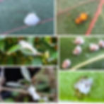 Psilas o psílidos de las plantas