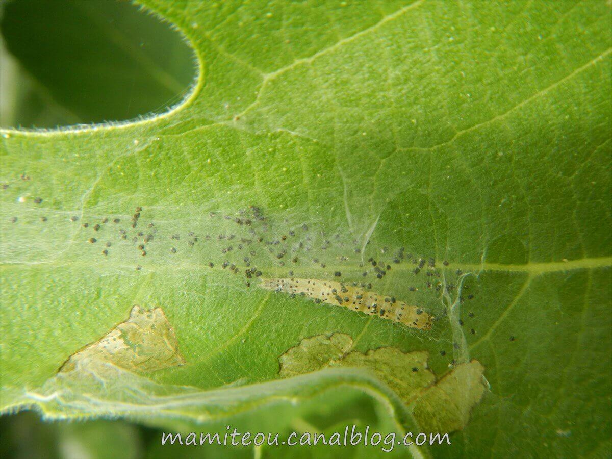 Oruga o polilla de las hojas: qué es, cómo se origina y cómo eliminar de forma efectiva en higo o higuera