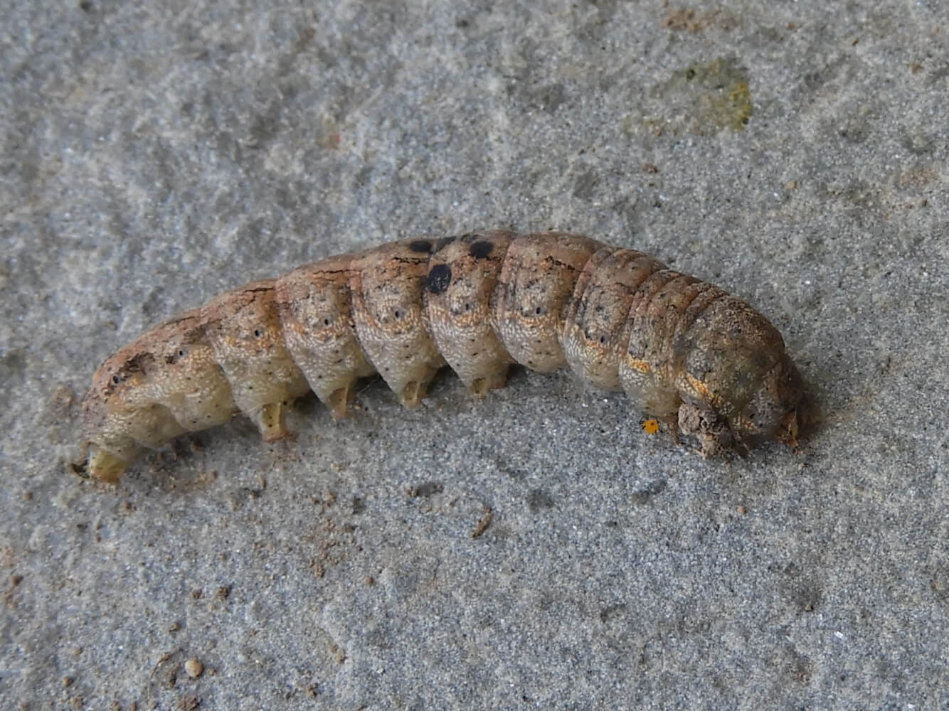 Lagarta-cortadeira ou lagarta-do-cartucho na quinoa: como reconhecê-la e tratá-la eficazmente