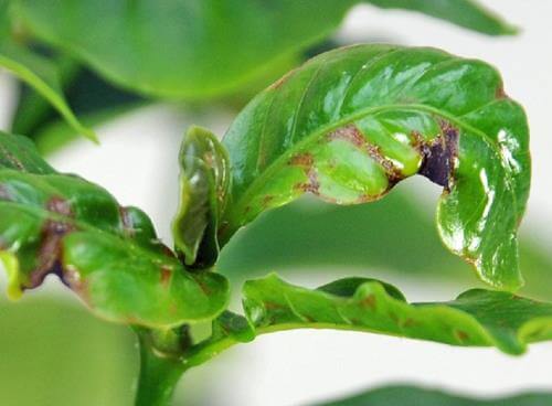 Danos causados pela deficiência de boro em plantas