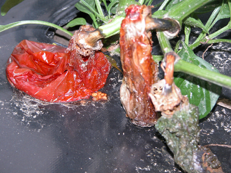 Podredumbre blanda o pie negro: Síntomas y daños en Pimiento