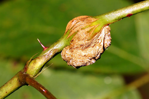 Anthracnose sur framboises | idMicrobe