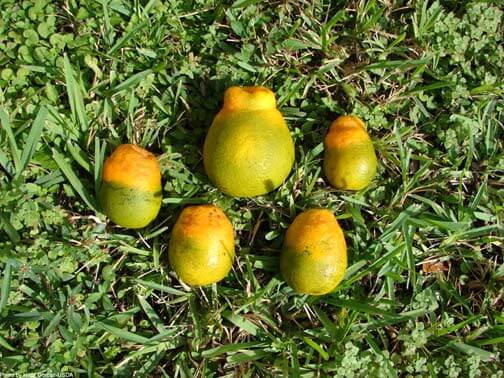 Huanglongbing (HLB), Enverdecimiento de los cítricos o dragón amarillo en Limonero: Cómo se reconoce y se trata eficazmente