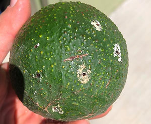 Petit perceur du noyau d'avocat : comment le reconnaître et le traiter efficacement