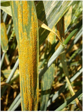 Royal amarilla en cereales de invierno | idMicrobe