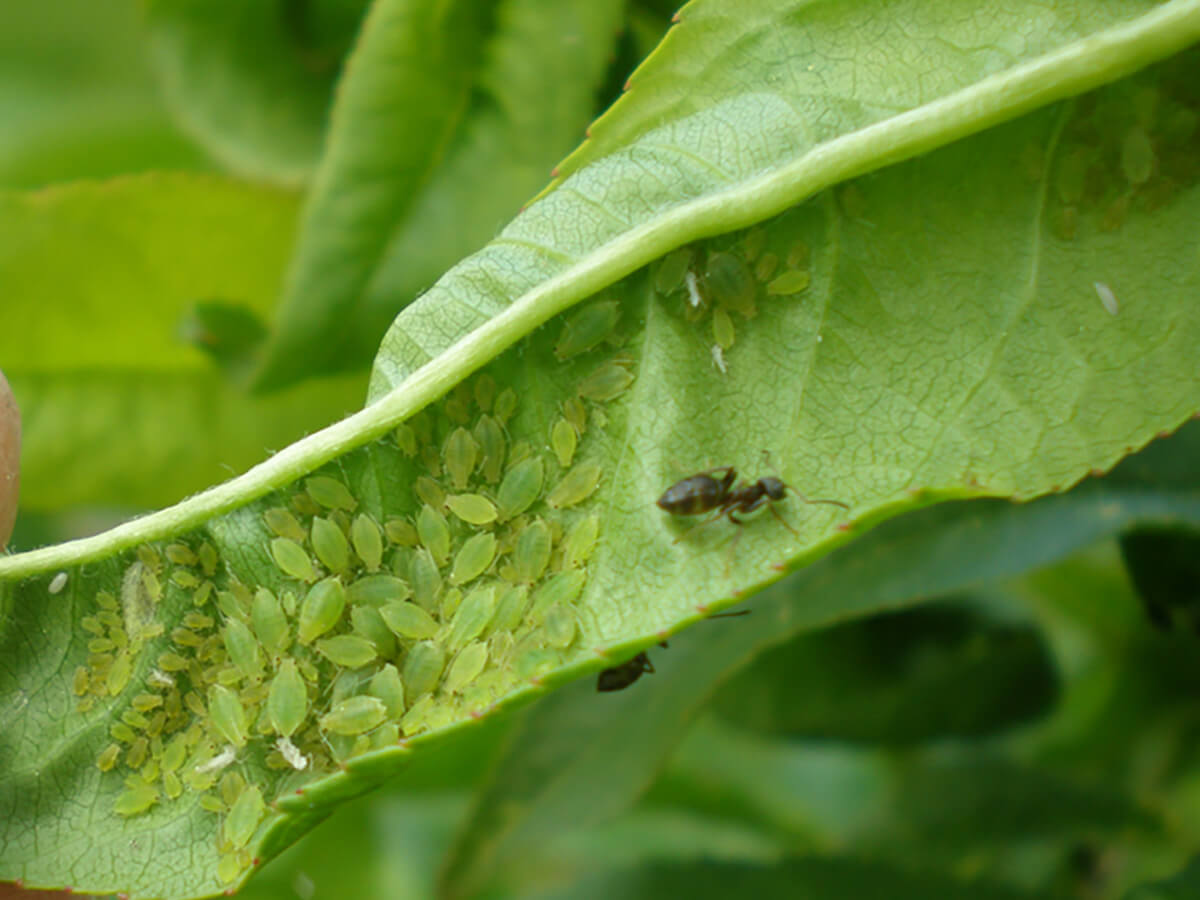 Pulgón: Síntomas y daños en Melocotón, durazno o nectarina
