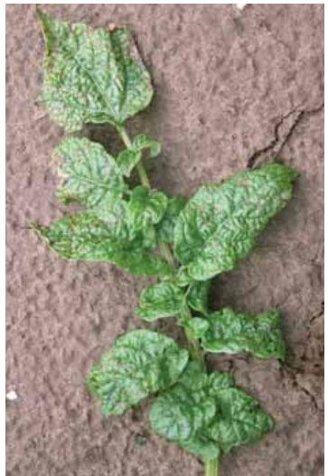 Comment reconnaître et combattre les virus bénins de la pomme de terre