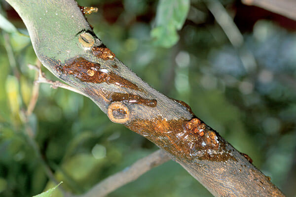 Gummosis: Symptoms and damage in lemon trees