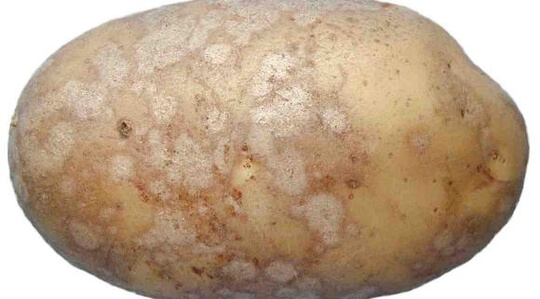 Cómo reconocer y combatir sarna plateada de la patata