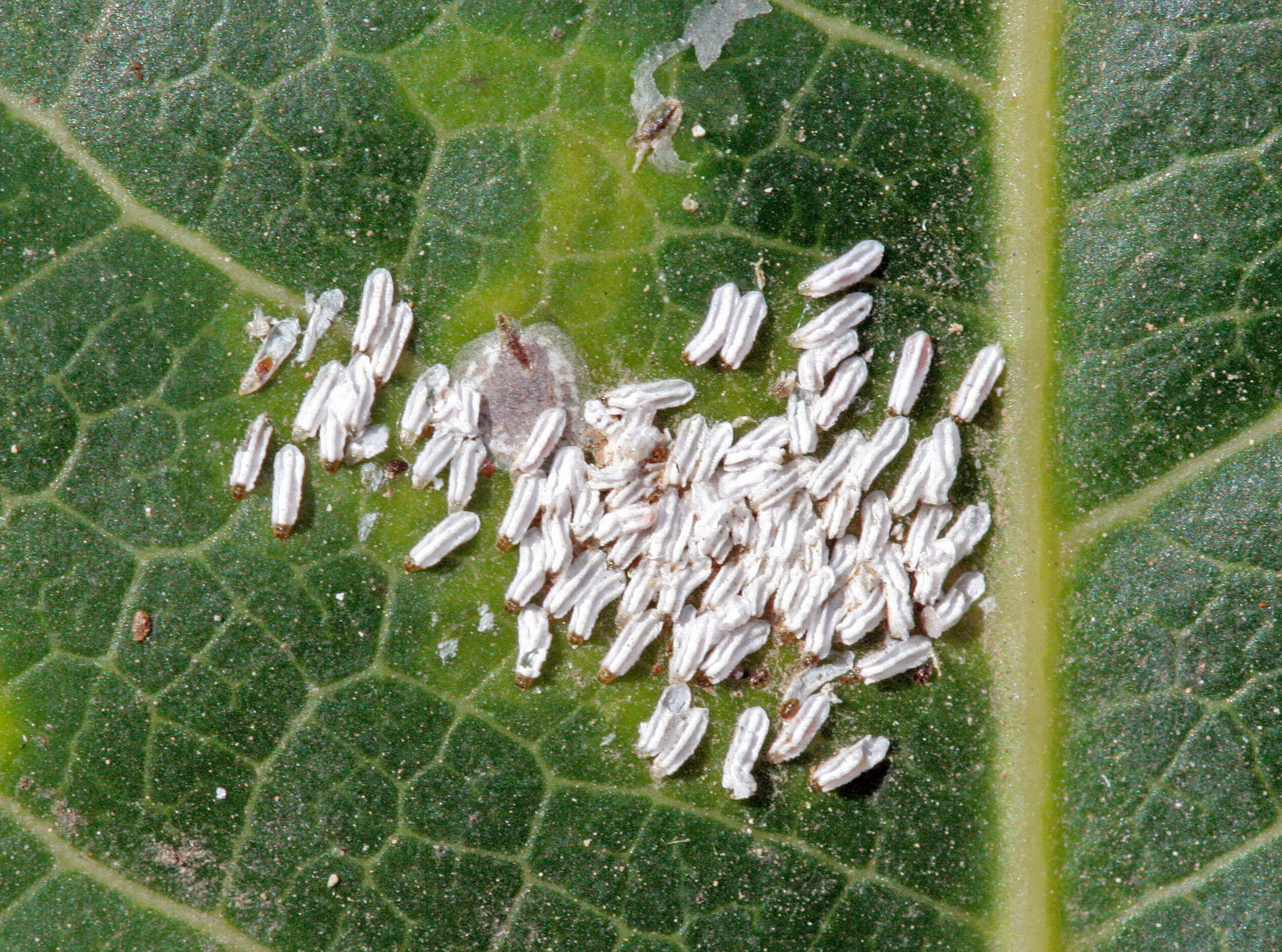 Sintomas, tratamentos e recomendações para tratar a cochonilha branca em mangas ou cochonilha-da-neve.