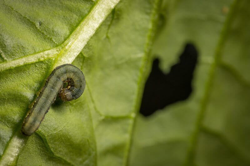 Gray Bollworm: Symptoms and Damage in Lettuce and Similar Plants