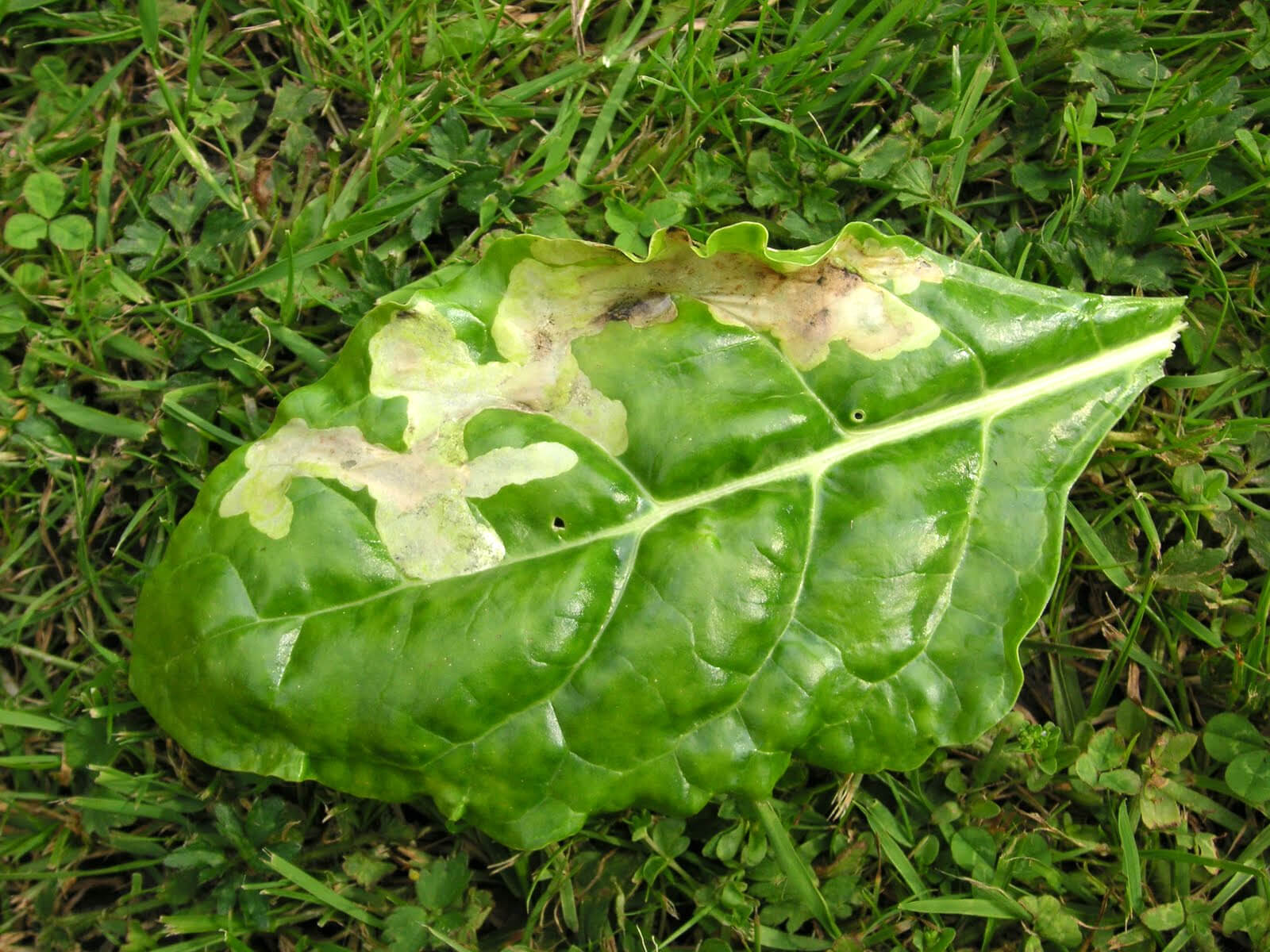 Beetroot fruit fly in table beets: How to recognize and treat them effectively