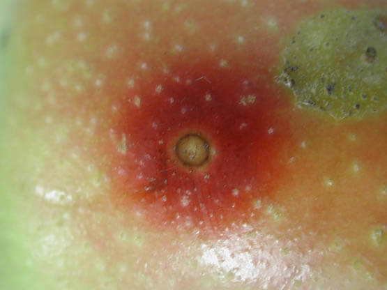 San Jose Scale: Symptoms and Damage in Pear Trees