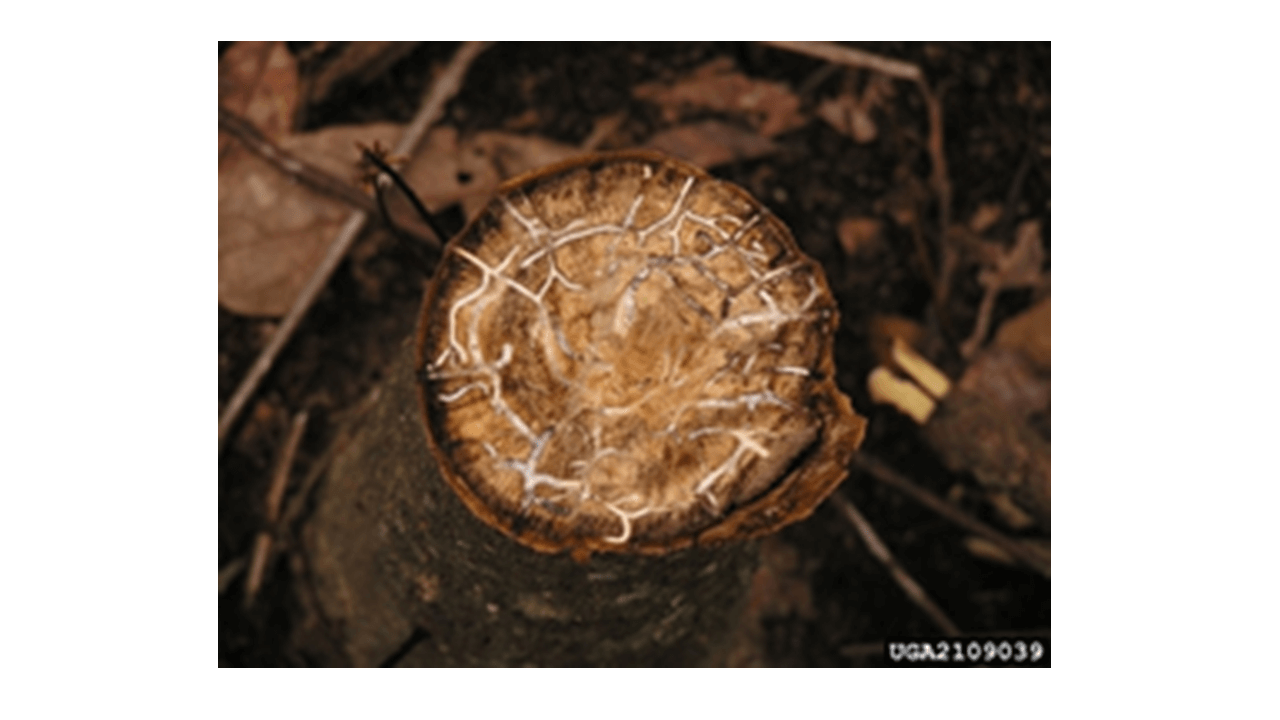 Murcha de louro em abacate | idMicrobe