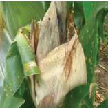 Pudrición gris de la mazorca: qué es, cómo se origina y cómo eliminar de forma efectiva en maíz