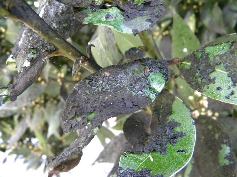 Negrilla o fumagina: Síntomas y daños en Manzano