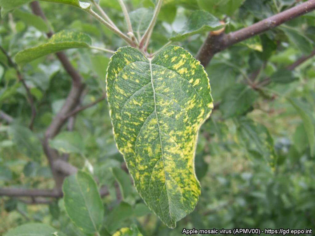 Apple mosaic virus | idMicrobe
