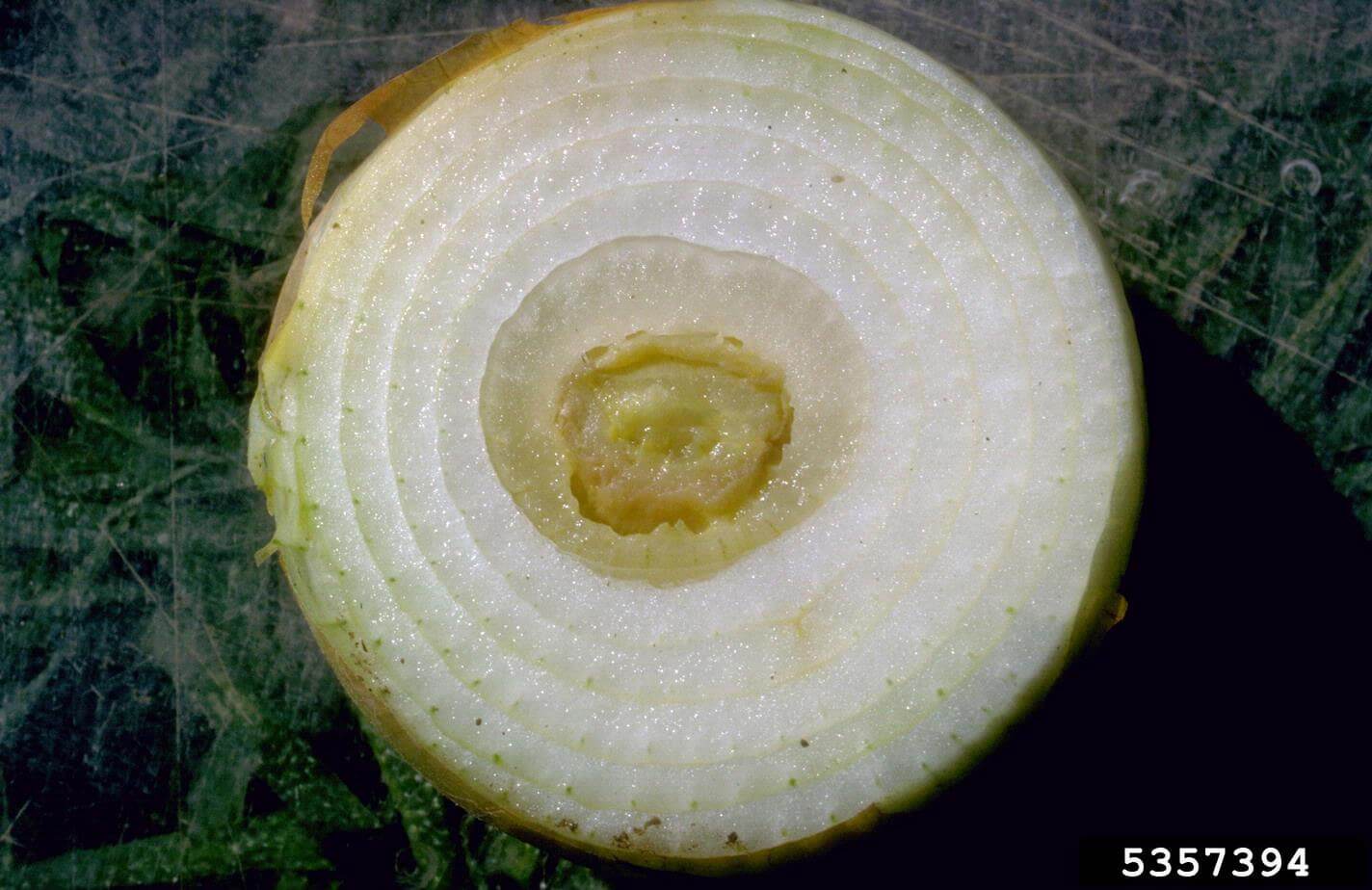 Pudrición del centro: qué es, cómo se origina y cómo eliminar de forma efectiva en cebolla