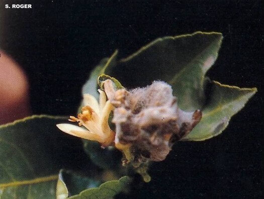 Podredumbre gris en Pimiento: Cómo se reconoce y se trata eficazmente