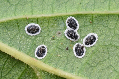 Mosca-branca em mirtilo | idMicrobe