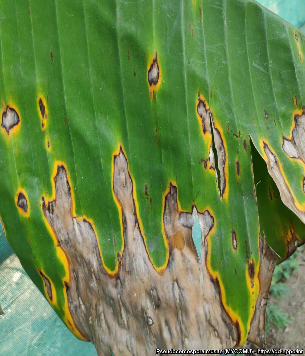Sigatoka amarilla: Síntomas y daños en Platanera