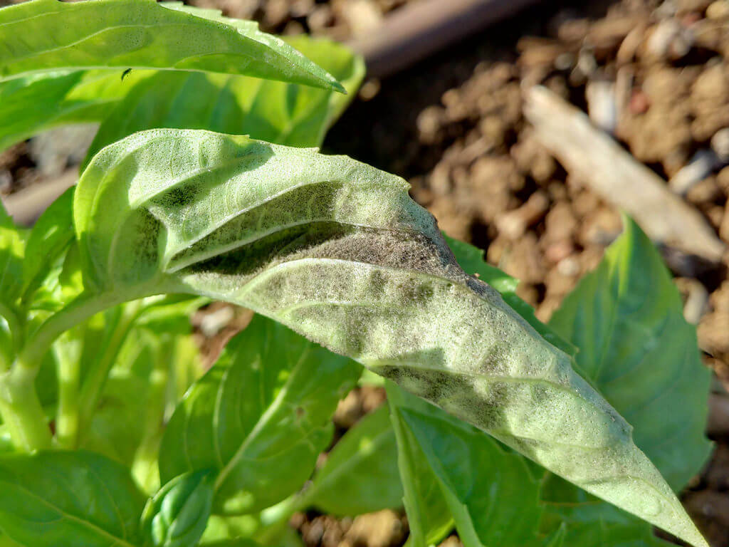 Moisissure sur basilic | idMicrobe