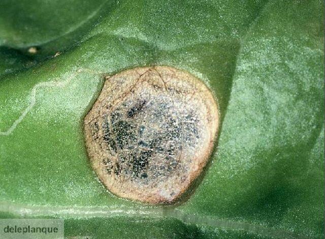 Mancha del tallo: qué es, cómo se origina y cómo eliminar de forma efectiva en quinoa