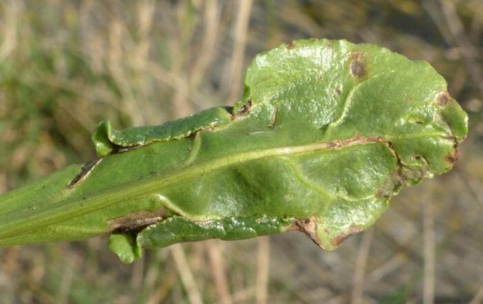 Teigne de la betterave : symptômes et dégâts