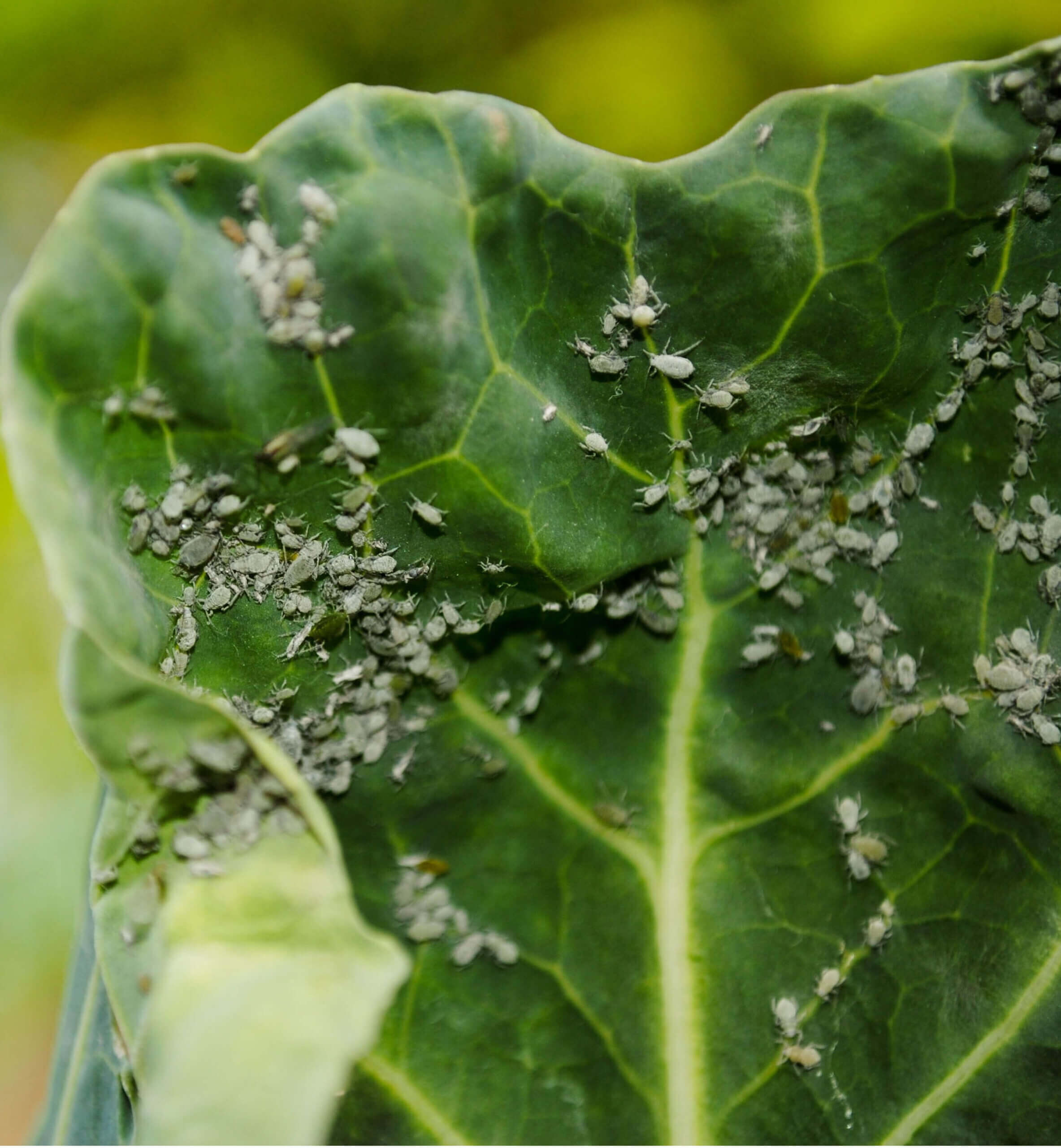 Aphids on beets: How to recognize and treat them effectively