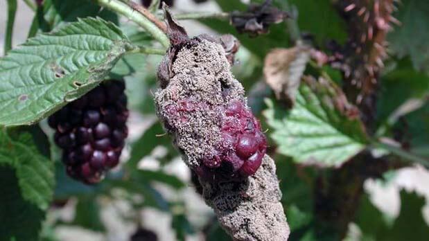 Damage caused by gray rot in blackberries