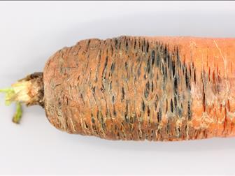 Síntomas, tratamientos y recomendaciones para tratar pudrición o fusariosis en zanahoria