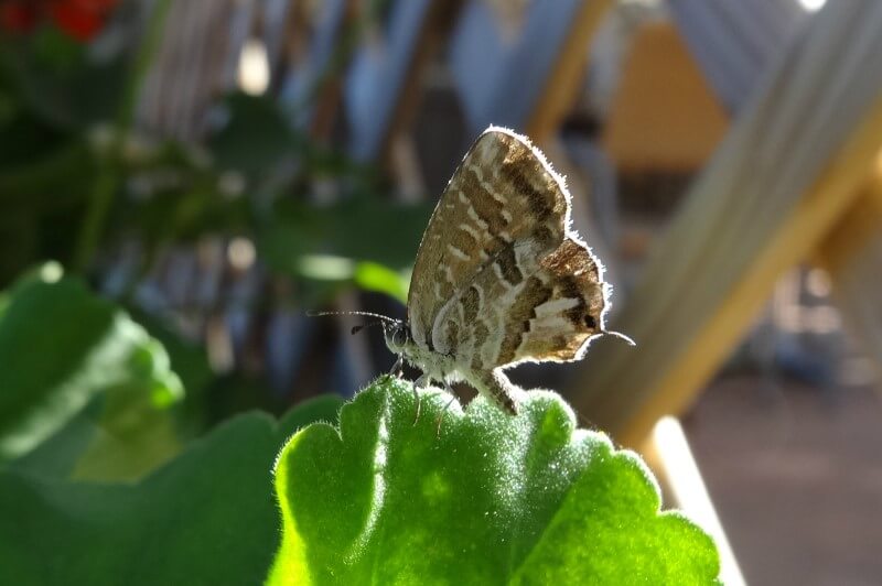 Daños causados por Mariposa, polilla o taladro del geranio en Geranio