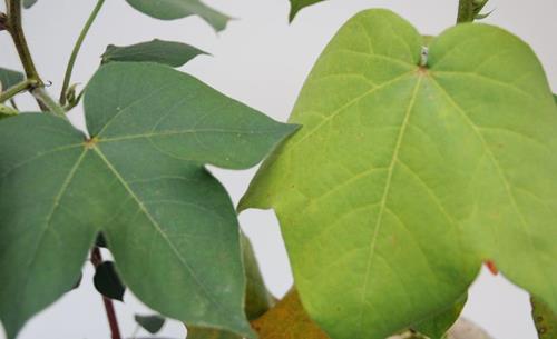 Deficiência de enxofre em plantas | idMicrobe