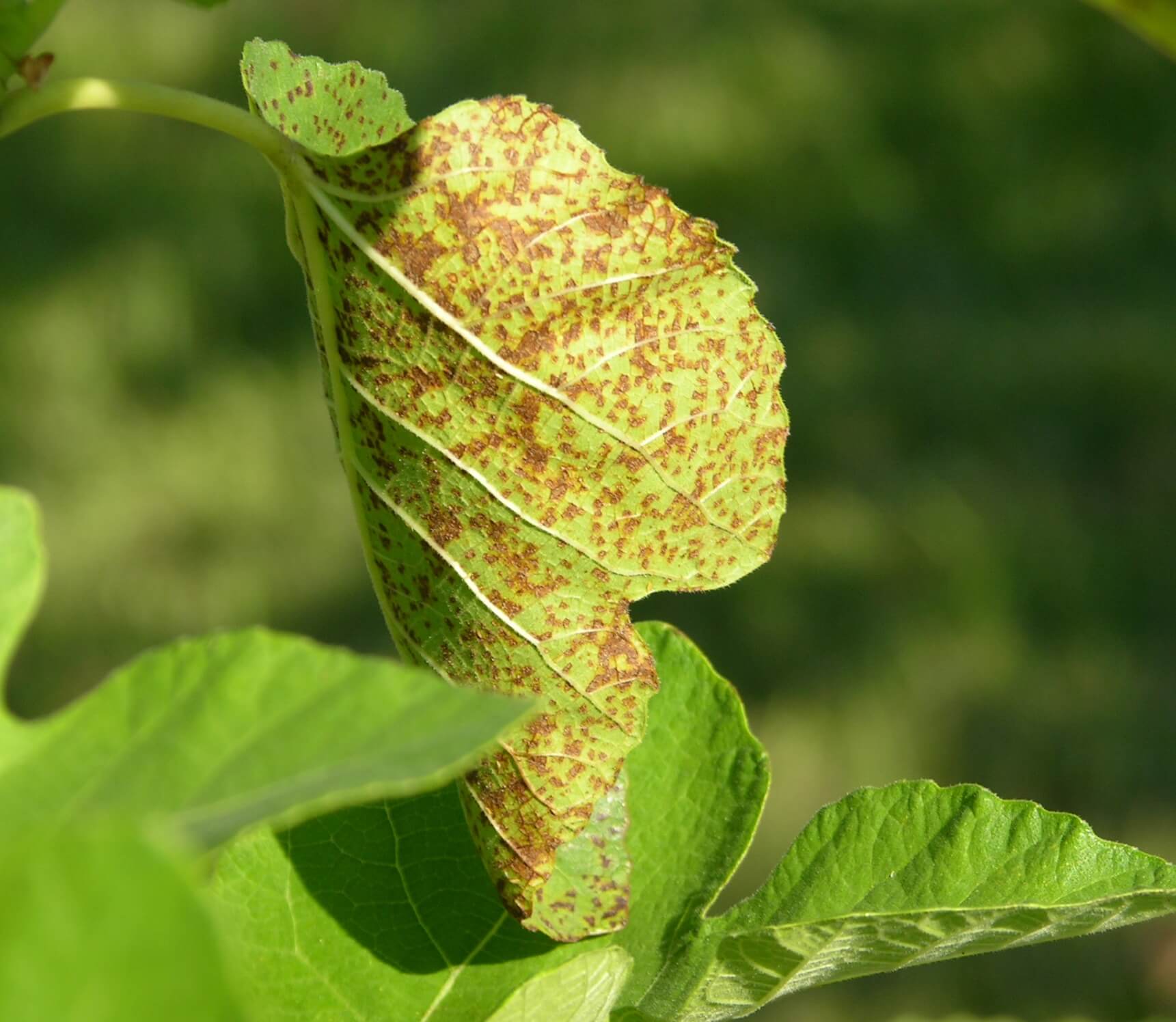 Roya: Síntomas y daños en Higo o higuera